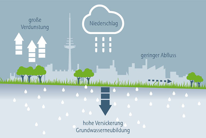 Klimaschützer Stadtbaum